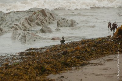 20110803 Vacance 2011 - Sainte Flavie pict0273.jpg