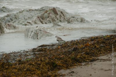 20110803 Vacance 2011 - Sainte Flavie pict0274.jpg