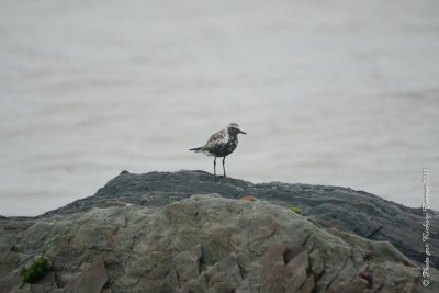 20110803 Vacance 2011 - Sainte Flavie pict0276.jpg