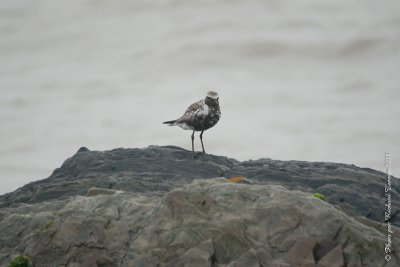 20110803 Vacance 2011 - Sainte Flavie pict0277.jpg