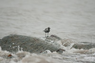 20110803 Vacance 2011 - Sainte Flavie pict0278.jpg