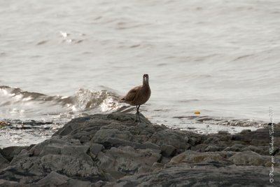 20110804 Vacance 2011 - Sainte Flavie pict0296.jpg