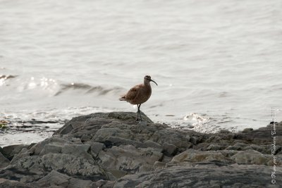 20110804 Vacance 2011 - Sainte Flavie pict0297.jpg