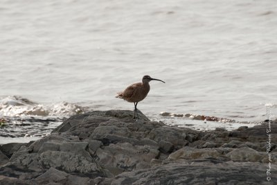 20110804 Vacance 2011 - Sainte Flavie pict0298.jpg