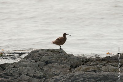 20110804 Vacance 2011 - Sainte Flavie pict0299.jpg