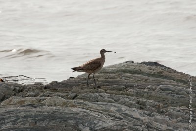 20110804 Vacance 2011 - Sainte Flavie pict0301.jpg