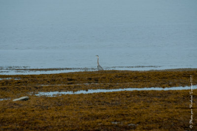 20110805 Vacance 2011 - Sainte Flavie pict0311.jpg