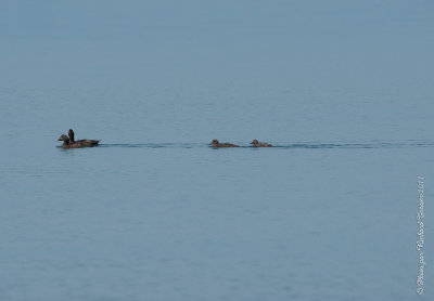 20110805 Vacance 2011 - Sainte Flavie pict0314.jpg