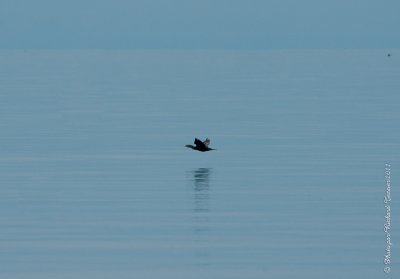 20110805 Vacance 2011 - Sainte Flavie pict0316.jpg