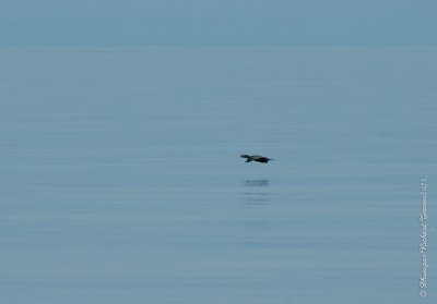 20110805 Vacance 2011 - Sainte Flavie pict0317.jpg