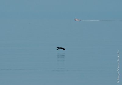 20110805 Vacance 2011 - Sainte Flavie pict0319.jpg