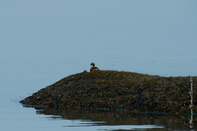 20110805 Vacance 2011 - Sainte Flavie pict0320.jpg