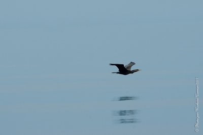 20110805 Vacance 2011 - Sainte Flavie pict0322.jpg