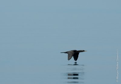 20110805 Vacance 2011 - Sainte Flavie pict0323.jpg