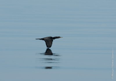 20110805 Vacance 2011 - Sainte Flavie pict0324.jpg