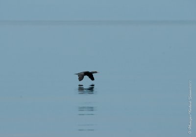 20110805 Vacance 2011 - Sainte Flavie pict0330.jpg