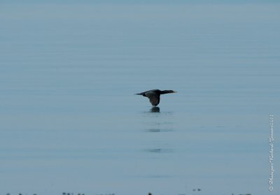 20110805 Vacance 2011 - Sainte Flavie pict0332.jpg