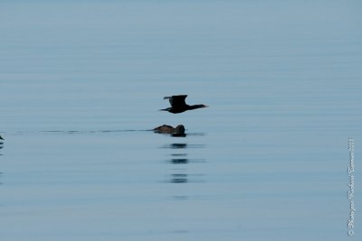 20110805 Vacance 2011 - Sainte Flavie pict0334.jpg