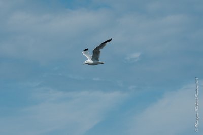 20110805 Vacance 2011 - Sainte Flavie pict0335.jpg