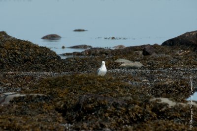 20110805 Vacance 2011 - Sainte Flavie pict0336.jpg