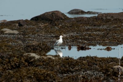 20110805 Vacance 2011 - Sainte Flavie pict0337.jpg