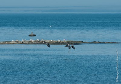 20110806 Vacance 2011 - Sainte Flavie pict0348.jpg