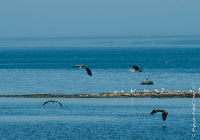 20110806 Vacance 2011 - Sainte Flavie pict0349.jpg