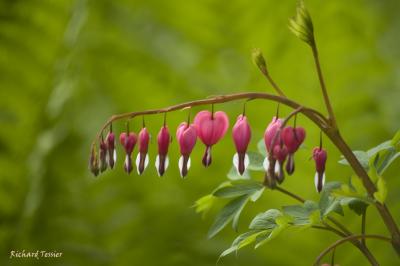 Fleurs pict2266.jpg