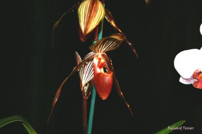 Ochidexpo 04.05.0042.jpg