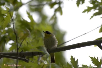 Les oiseaux du parc