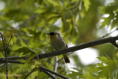 Les oiseaux du parc