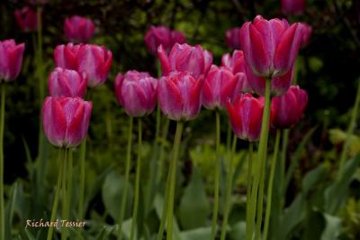 Tulipes pict2404.jpg