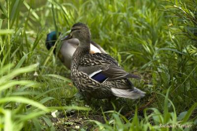 Canard - Les oiseaux du parc
