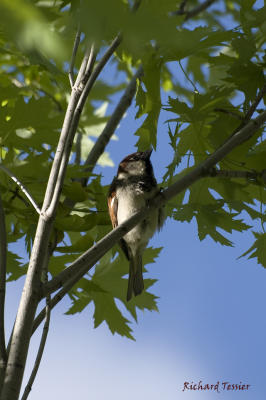 Moineau domestique -- Parc Lafontaine