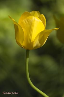 Tulipe  pict2428.jpg