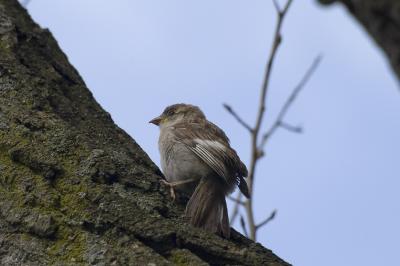 Moineau domestique -- Parc Lafontaine
