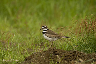 Isle aux coudres - petit oiseau pict2797.jpg