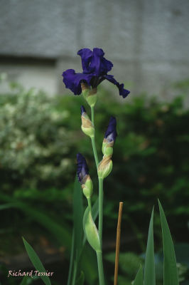 Fleurs pict0007.JPG
