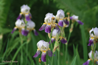 Fleurs pict0011.JPG