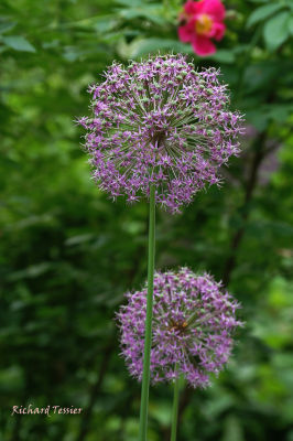 Fleurs pict0019.JPG