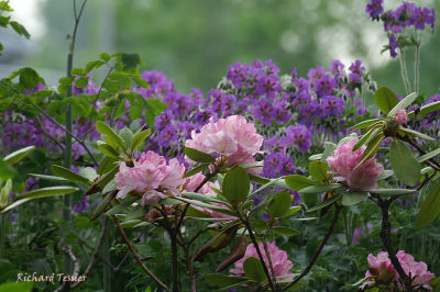 Fleurs pict0023.JPG