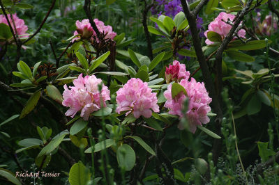 Fleurs pict0024.JPG