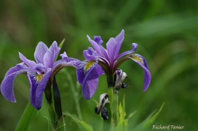 Fleurs pict0029.JPG