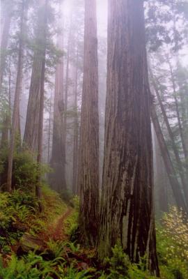 Rhododendron Trail, N. Cal