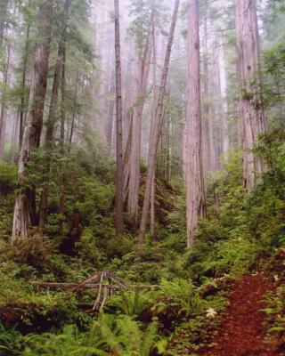 Rhododendron Trail 2, N. Cal