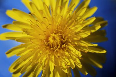 Dandelion