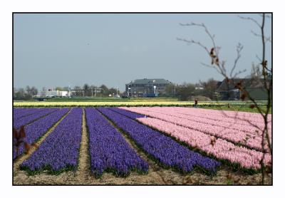 Keukenhof - 2009