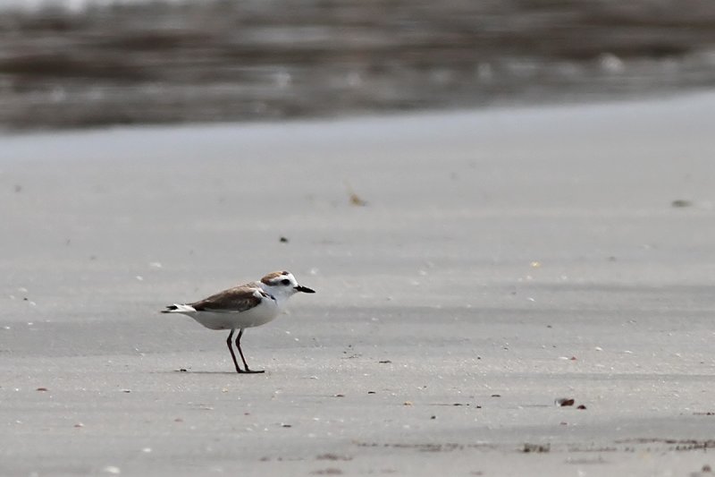 White-faced Plover (Charadrius a. dealbatus) - male