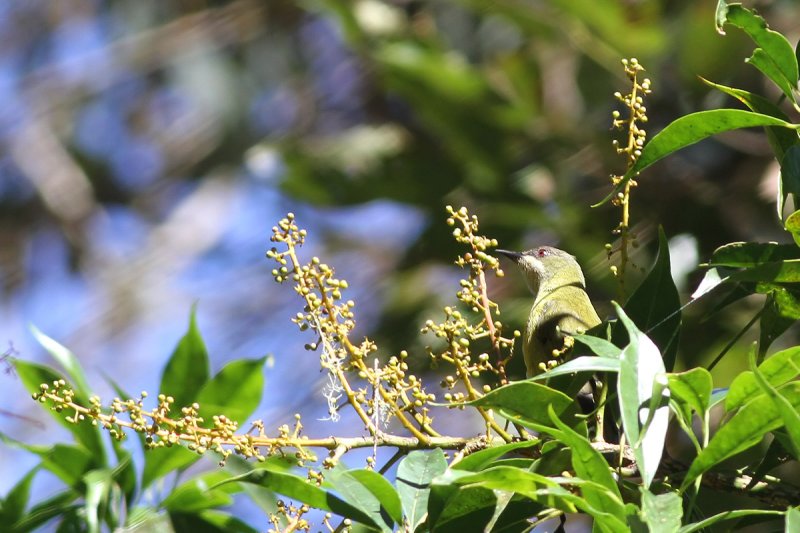 Mindanao Ibon (Apoia goodfellowi)