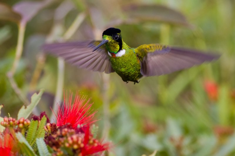 Hooded Visorbearer (Augastes lumachella)